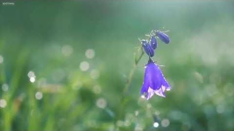 القارىء معاذ الخلطي - سورة لقمان - ( رواية ورش عن نافع )