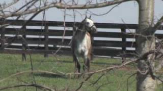 Giacomo 2005 Kentucky Derby Winner