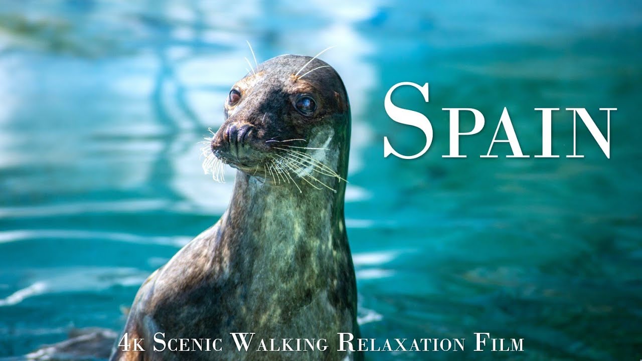 Tenerife in 4k - Scenic Walk | Fun Loro Park Sea Lions Show