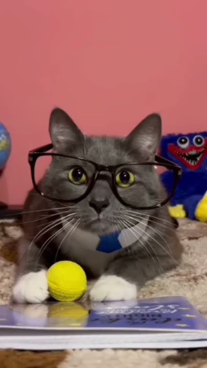kotiynet RYTP @kotiynet #rytp #котики - YouTube