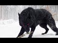 It Looked Like a Normal Wolf Until Someone Got Close to It