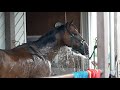 競走馬のサラブレッドが水浴びして水を飲む