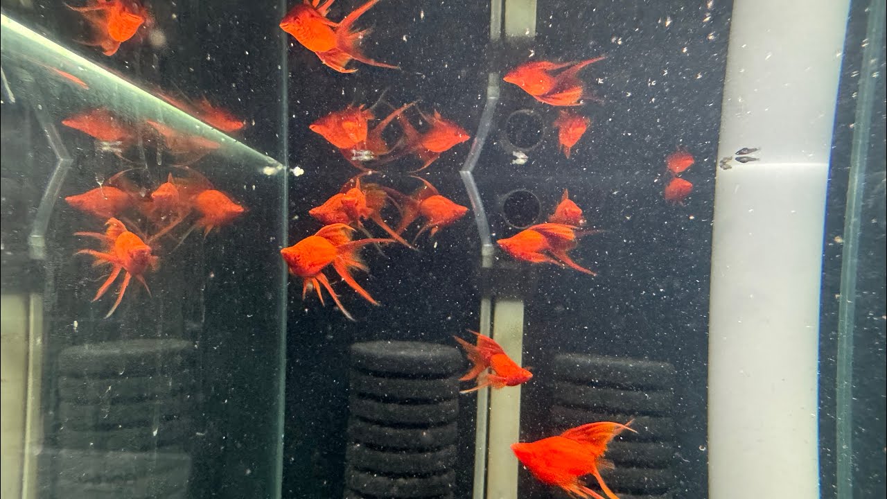 THANH LÝ các dòng cá MOLLY - HUYẾT KIẾM & GUPPY part 1