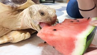 あにまるずのいろんな動物達にスイカを与えてみたらすごかった！！