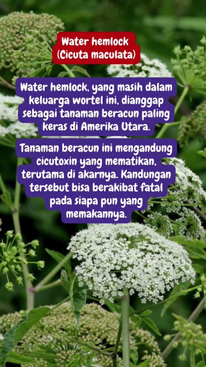 Tanaman Paling Beracun di Dunia #betigaedukasi #pendidikan #ilmupengetahuanalam #shorts