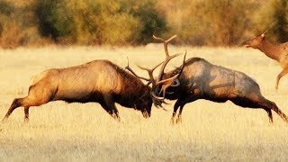 Combat de wapitis impressionnant - ZAPPING SAUVAGE