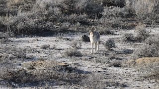 8 'Chaotic' Coyotes