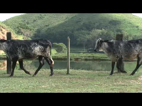 LOTE 37   FAZENDA ORIENTE