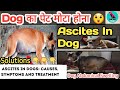 dog का पेट मोटा होना || ascites in dogs || fluid in dog belly || causes || symptoms || treatment ||