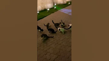 Miso Feeds A Lot Of Cats ميسو جريت وراها القطط 