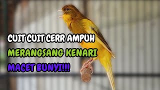Download Lagu KENARI GACOR DURASI PANJANG Cuit CUIT BIRAHI UNTUK PANCINGAN \u0026 MASTERAN Kenari PAUD AGAR BUNYI MP3 Download Lagu KENARI GACOR DURASI PANJANG Cuit CUIT BIRAHI UNTUK PANCINGAN \u0026 MASTERAN Kenari PAUD AGAR BUNYI MP3