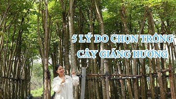 5 LÝ DO CÂY GIÁNG HƯƠNG ĐƯỢC LỰA CHỌN TRỒNG NHIỀU CHO CÔNG TRÌNH, CẢNH QUAN