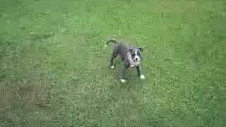 Skye.........again. Blue Staffie Baby