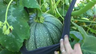 Pumpkin Patch 2016 #6