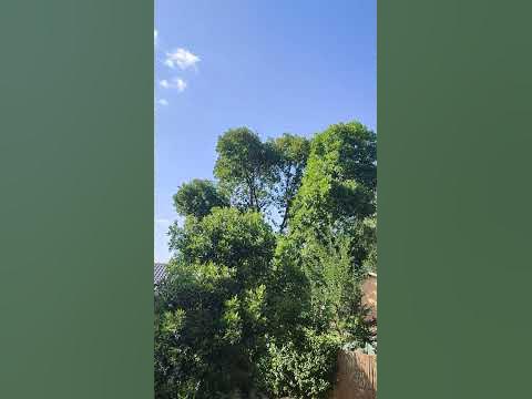 Доручак на Тераси.. - YouTube