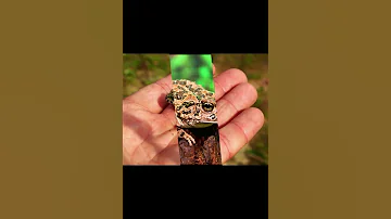 Зеленая жаба