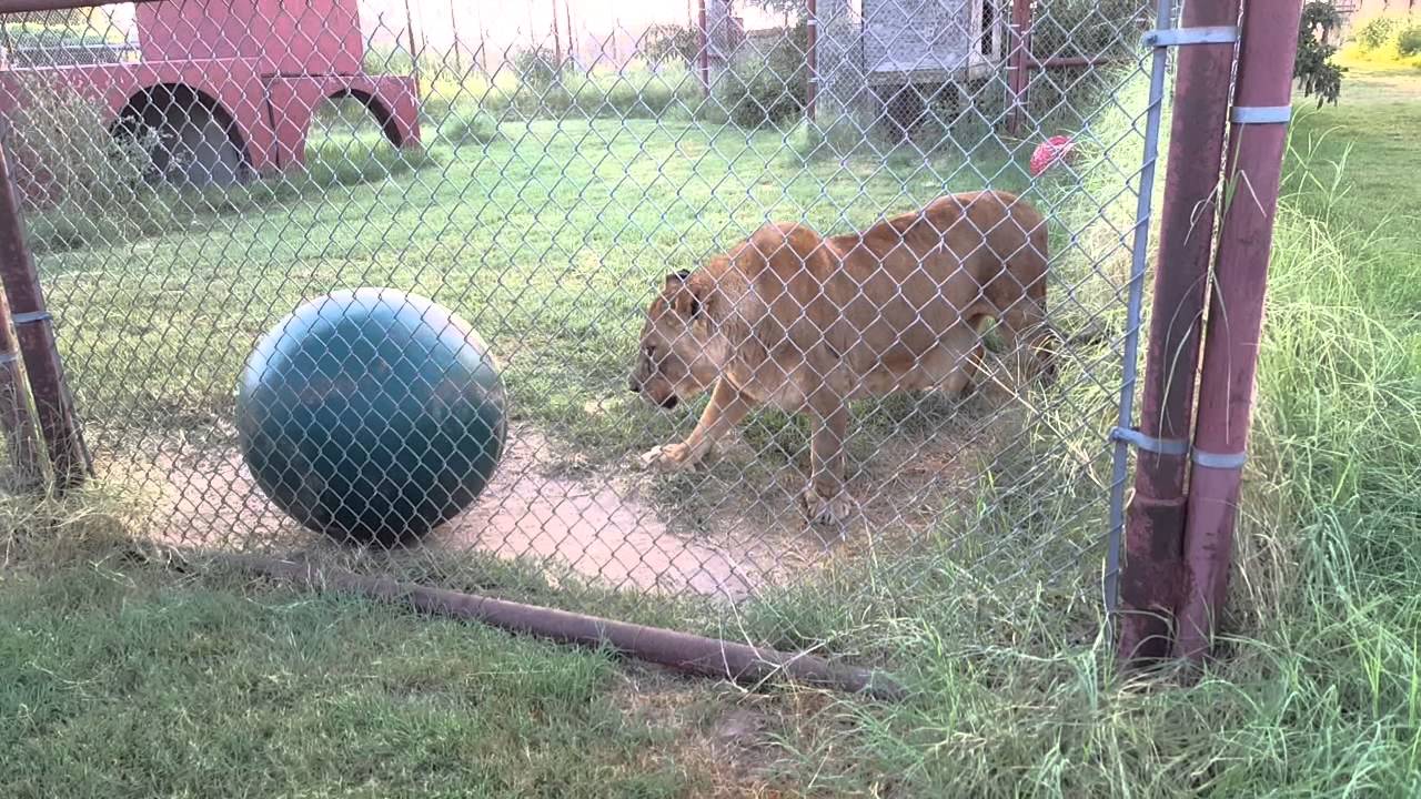 leopard print Tabula and Craig are at it again | LION ARGUES WITH BALL
