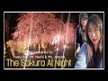 The Full-Bloomed Sakura At Night | Light-Up
