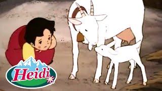 HA NACIDO EL CABRITILLO🐐🐐🐐 Heidi Compilación de primavera🌸 DIBUJOS ANIMADOS para NIÑOS 💕