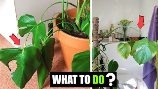 How do you fix a droopy Monstera ? screenshot 5