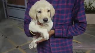 Labrador puppy joining new home in Pune | Transport Labrador puppy to new home #labrador