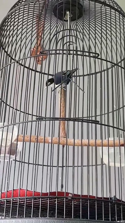 burung rambatan Doraemon