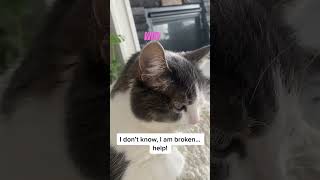 Famous My cat is so unpredictable #youtuneshorts #cat #catification #shorts Profile