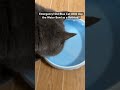 Emergency! Did Blue Cat JOJO Use the Water Bowl as a Bathtub?#cat #cute #funny