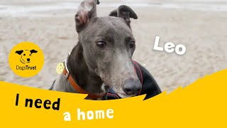 Leo the lovely Greyhound | Dogs Trust Merseyside