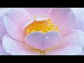 Ethereal Embraces - #softpiano #aigeneratedmusic #aimusic