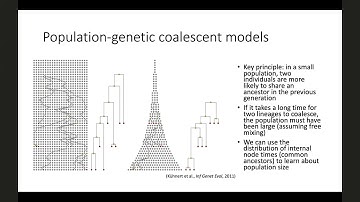 PANGEA webinar: Matthew Hall - Introduction to phylodynamics
