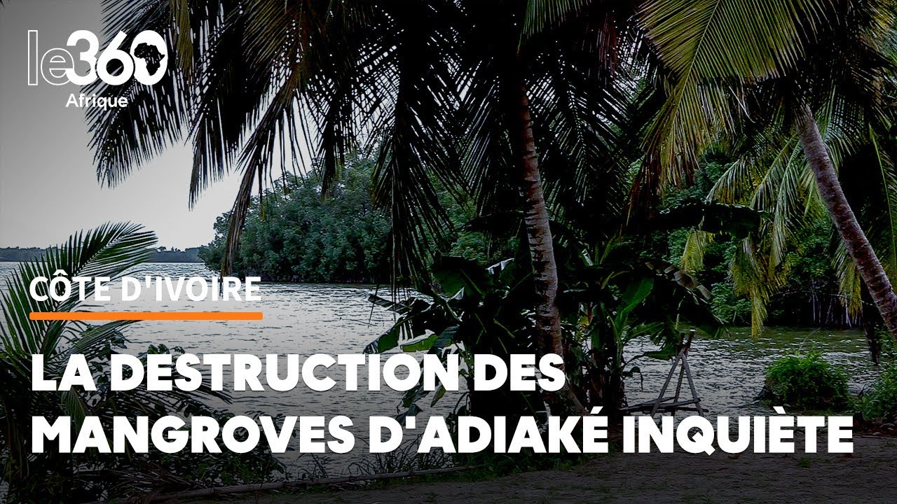 Côte d’Ivoire: à Adiaké, les mangroves rétrécissent, la sécurité alimentaire en sursis