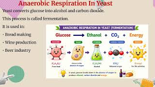 The Respiration