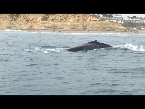 Videó: Pet Scoop: Humpback bálna, a halászati vonalból kiszabadult, K9 „Segíti” a járőrkocsit