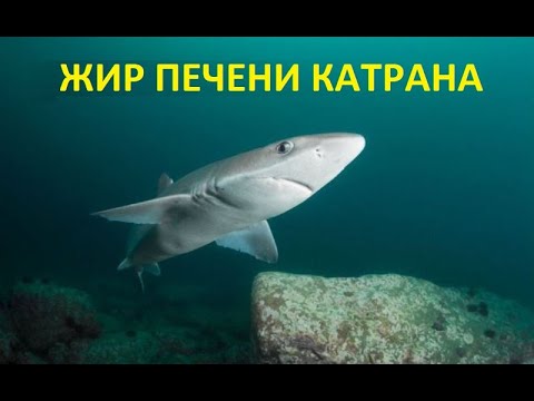 Вопрос: Как принимать жир из печени трески для улучшения здоровья?