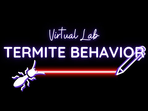 Virtual Termite Lab: Do Termites follow Pen Lines? // Termite Pen Experiment
