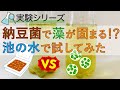 【実験】池の水を全部抜かずに藻をなくせるか？【納豆パワー】