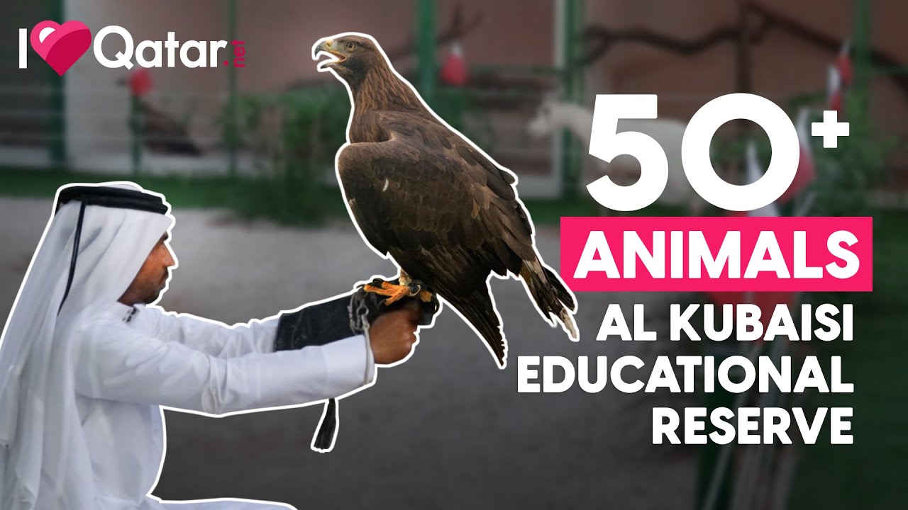 Have you seen 50+ different animals in one place in Qatar? | Qatar Guide