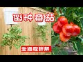 倒種西紅柿全過程詳解，土地有限創意無限 vertical garden, growing tomatoes upside down