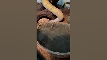 Feeding time with hannah the banana ball python! #bananaballpython #snake #snakevideo #exotic