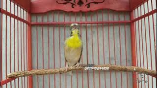 Lemon Finch / Lemon-Breasted Canary Gacor
