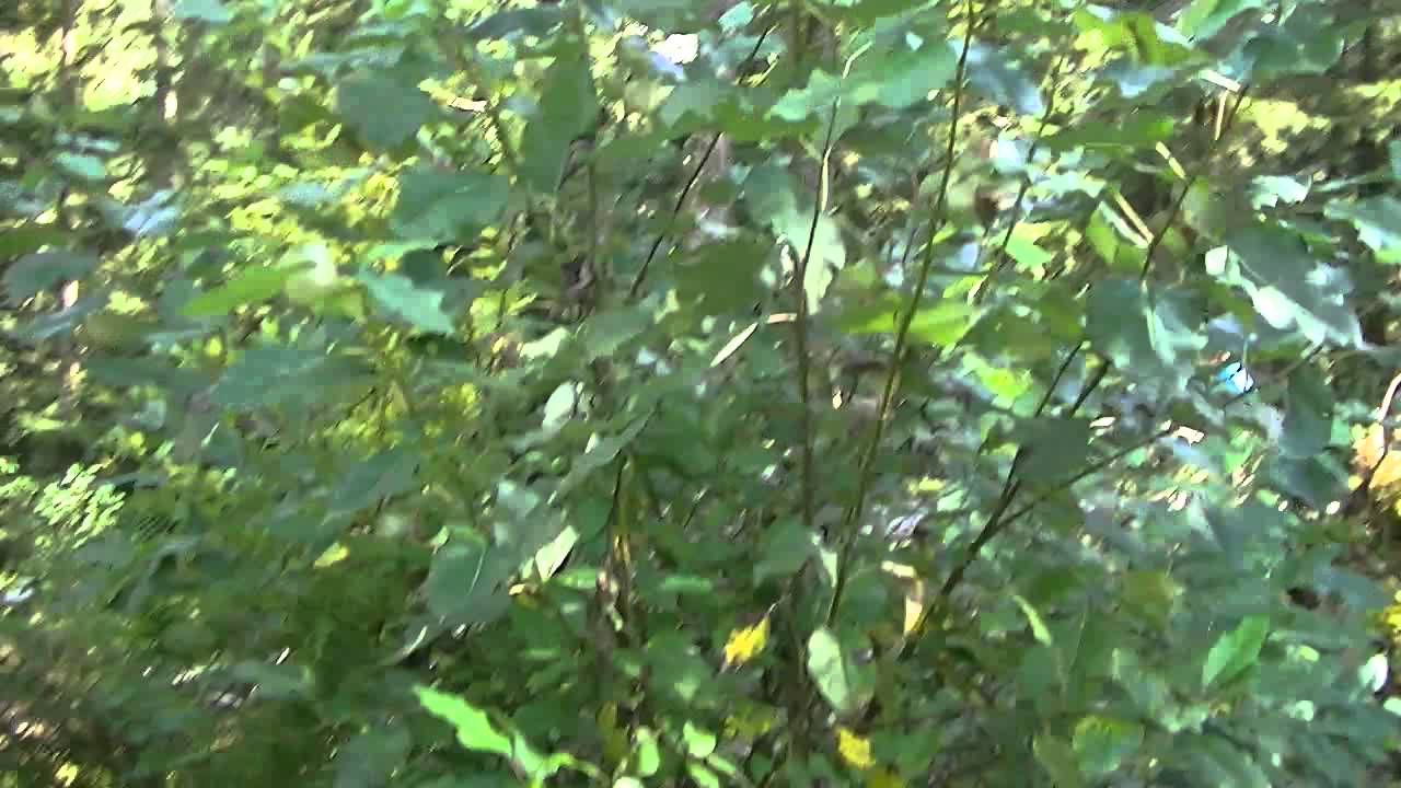 Eagle wood hardcore tree climbing YouTube