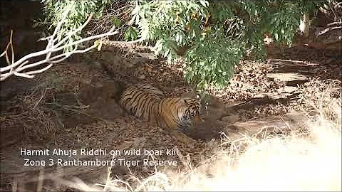 Queen Of Ranthambore, Tigress Riddhi Zone 3 Ranthambore on a 'Wild Boar' Kill! #tiger #ranthambore
