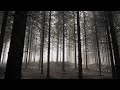 Relaxing Walk Through the Forest, Sounds of Rain on Umbrella / Sleep and Relax