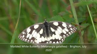 Marbled White Butterfly (Melanargia galathea) - Brighton, July 2020 A beautiful black/brown & white inhabitant of mostly chalk downland and other areas of wildflower-rich unimproved grassland. 

The largest numbers can be found in the southern half of the UK with adults on the wing from mid-June to the middle of August, in a single brood.

Representing a rare success, the Marbled White has increased both in numbers and in range across the UK, with numbers estimated to have risen by approx 50% in the last 40 years.

The Marbled White favours purple flowers like wild marjoram, field scabious, thistles, pyramidal orchids and knapweeds. It's not unusual to find several adults crowding onto a single flower head.

Unusually, females don't lay their eggs in carefully chosen spots. Instead, they scatter them while flying over an appropriate environment or while perched on a grass stem.

After hatching and feeding, the larvae will hibernate over the winter before emerging in March. From then until June the caterpillars will feed at night and rest by day, before starting their short ad