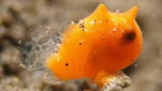 longlure frogfish
