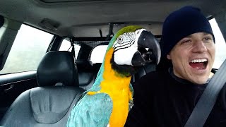 🤣 20 Minutes of FUNNIEST Birds! | BEST of 2023 by The Pet Collective 30,448 views 2 months ago 20 minutes