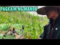 ( DAY 25 ) ALTERNATIBONG PAGKAIN NG MANOK | FREE RANGE CHICKEN | BUHAY PROBINSYA