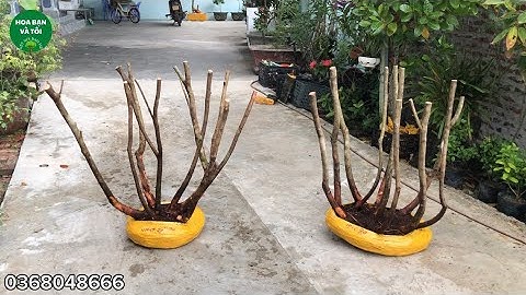 Hoa sim hàng bụi nhiều thân rễ cám ok