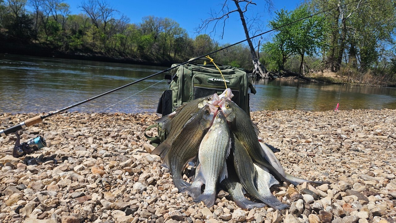 White Bass Fishing At Langley Oklahoma!! Pink Lure Magic Got E'm To Bite!!